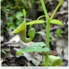 aristolochia iberica hostplant2
